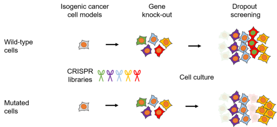 Graphical representation of different genes in different colors.