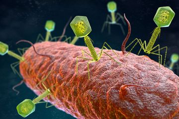 Bakteriophagenvirus greift ein Bakterium an.
