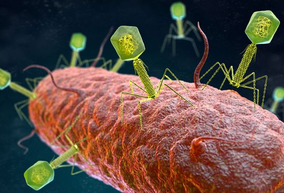 Bakteriophagenvirus greift ein Bakterium an.