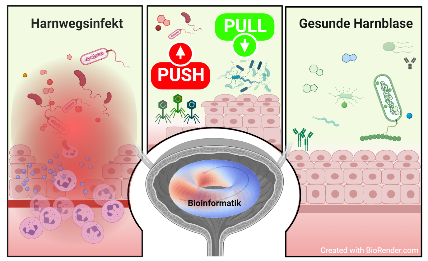 Universitätsklinik Balgrist Mit angepassten Bakteriophagen und gesundem Mikrobiom