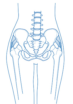 Illustration der Hüfte mit blauen Linien