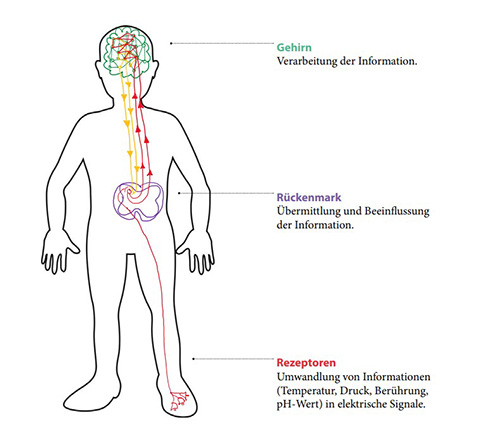 A sketched human with the nervous system drawn in with different colors.