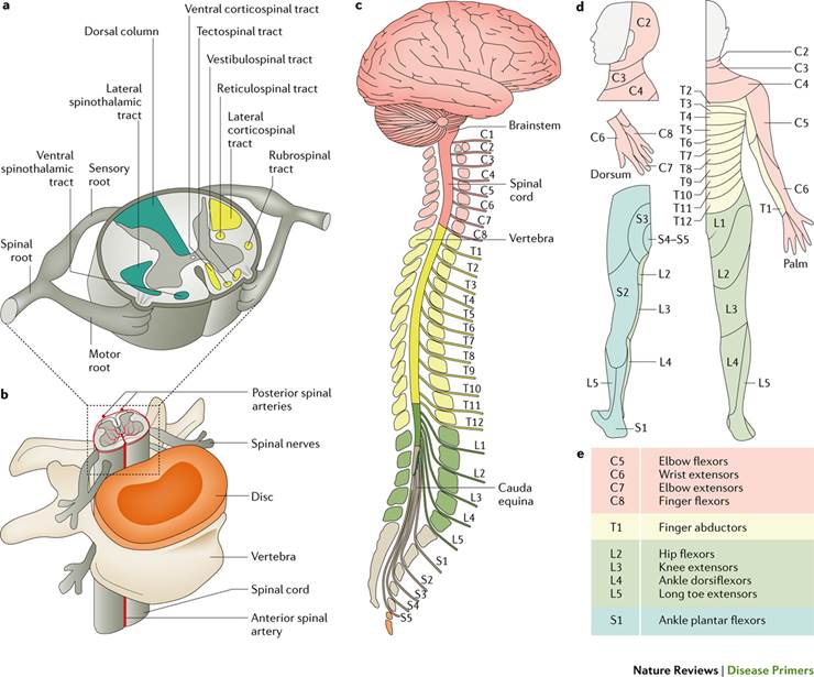 Scientific imaging of the spinal cord