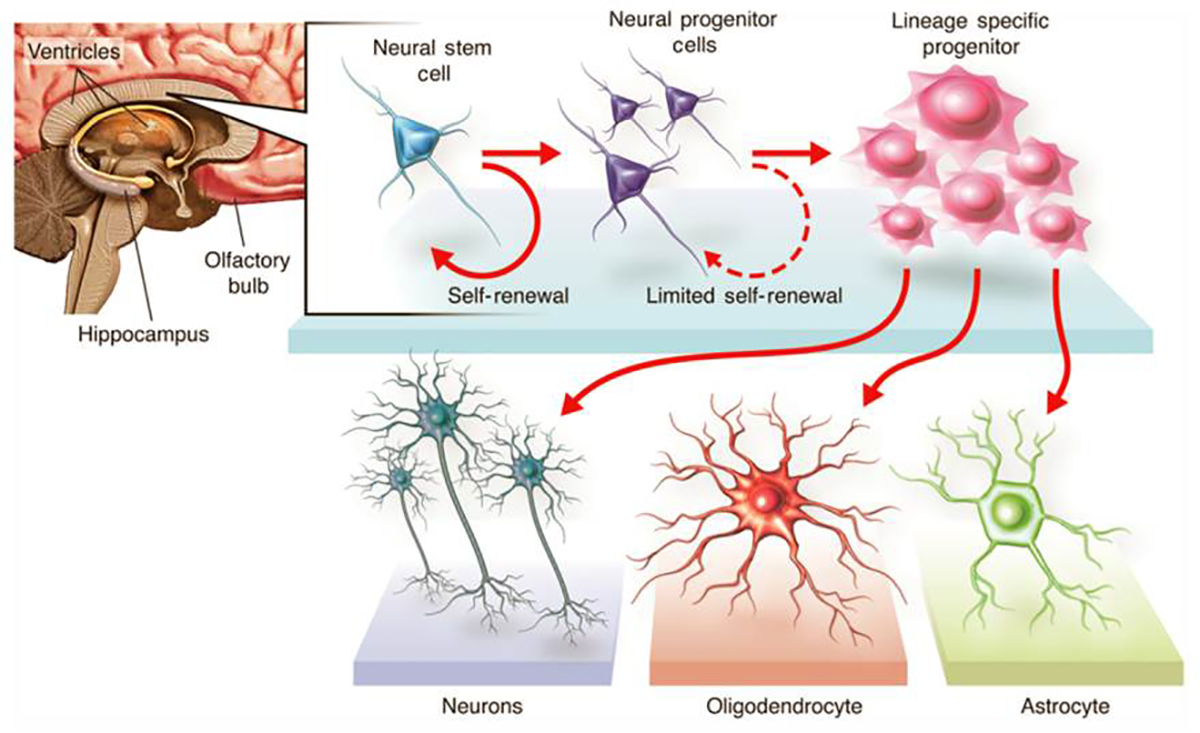 Balgrist Research Paraplegia